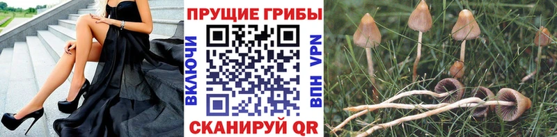 Псилоцибиновые грибы прущие грибы  закладка  Киржач 